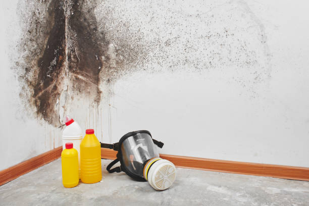 Mold Removal and Inspection in Dinuba, CA