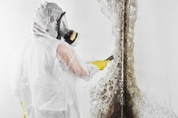 Best Affordable Mold Removal  in Dinuba, CA