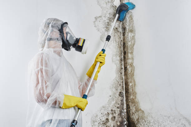Best Professional Mold Removal  in Dinuba, CA