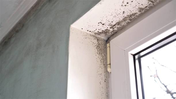 Trusted Dinuba, CA Mold Removal Experts